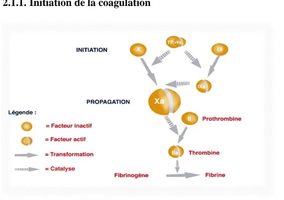 Figure 2 : Initiation de la coagulation. 