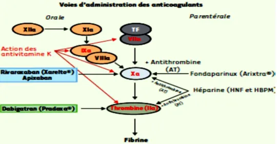 Figure 7 : Mode d’action des AOD. 