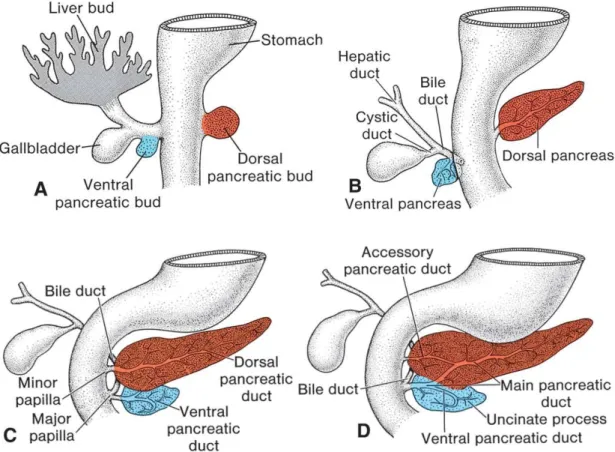 Figure 1: Le pancréas de la 4ème à la 6ème semaine du développement   embryonnaire [1-2] 