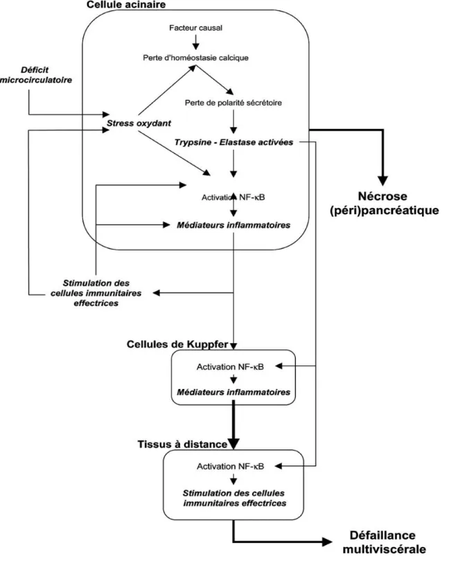 Figure 10: Représentation schématique des mécanismes physiopathologiques  fondamentaux opérant au niveau cellulaire et responsables de la nécrose pancréatique et 