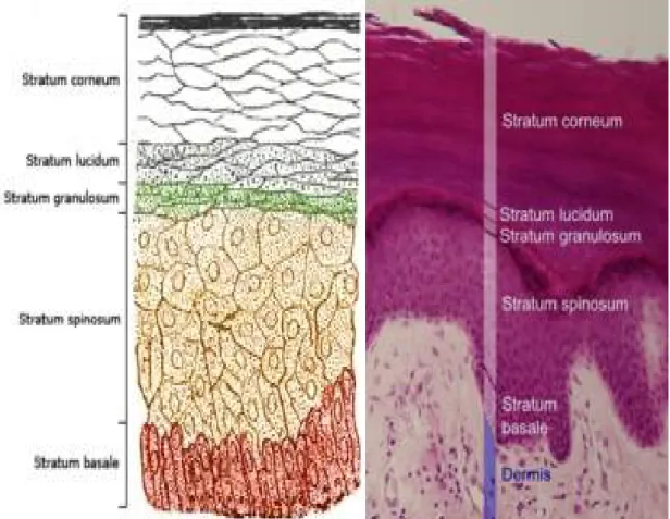 Figure 3: Structure histologique de l’épiderme [6,7]. 