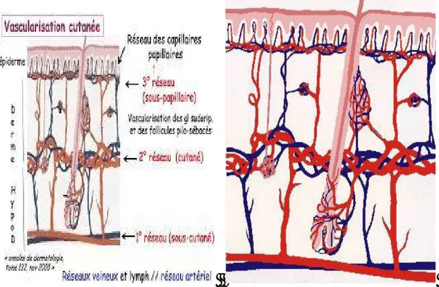 Figure 10: Vascularisation de la peau [16]. 