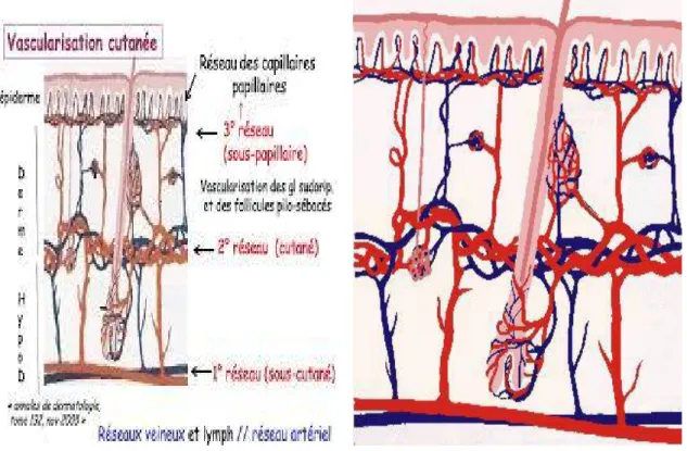 Figure 10: Vascularisation de la peau [16]. 