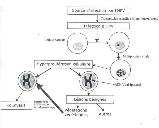 Figure 15: Physiopathologie de l’infection à HPV [76]. 