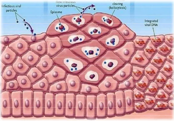 Figure 16: Schéma illustrant la pénétration du virus HPV au niveau de la cellule [78]