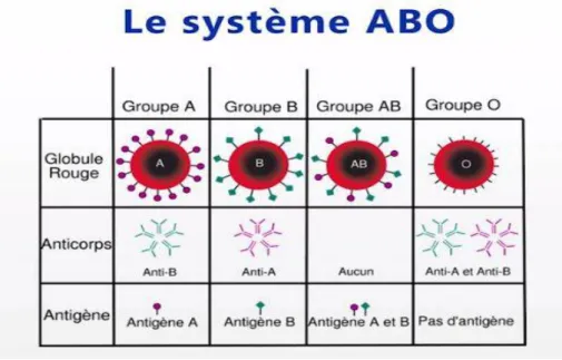 Figure N°1 : Les différents groupes sanguins du système ABO 