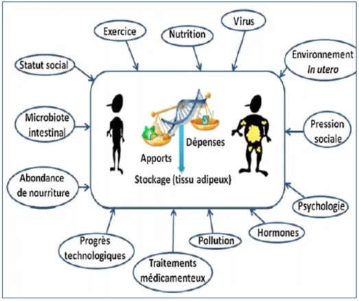 Figure 6 : Les facteurs impliqués dans le développement de l’obésité (16) 