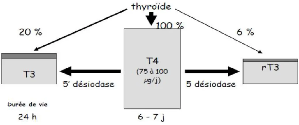 Figure 5: origine et de durée de vie des hormones thyroïdiennes. 