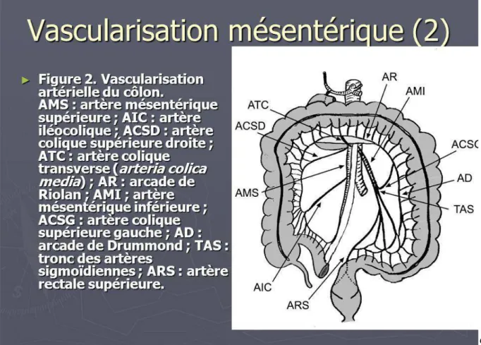 Figure 2 : Vascularisation colon  