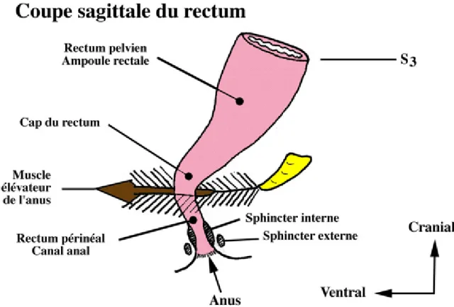 Figure 4 : Coupe sagittale du rectum (52) 