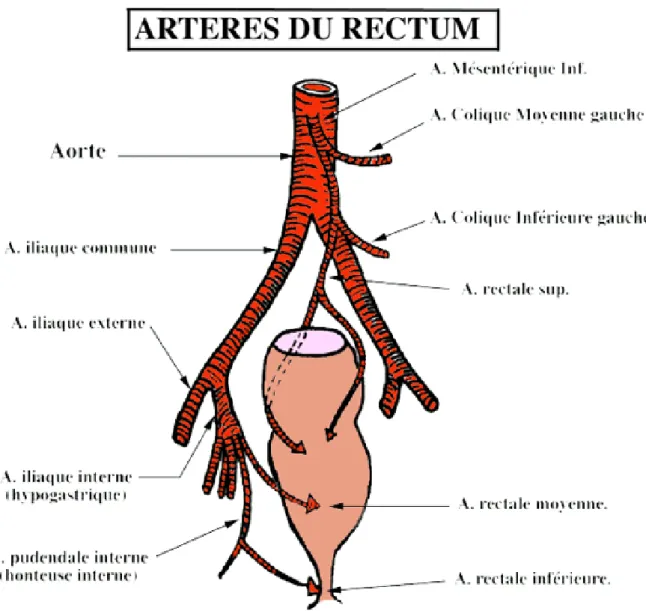 Figure 6 : Vascularisation artérielle du rectum (52) 
