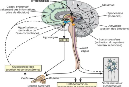 Figure 2: Effet du stress aigue sur le cerveau bases neurobiologiques [6] 