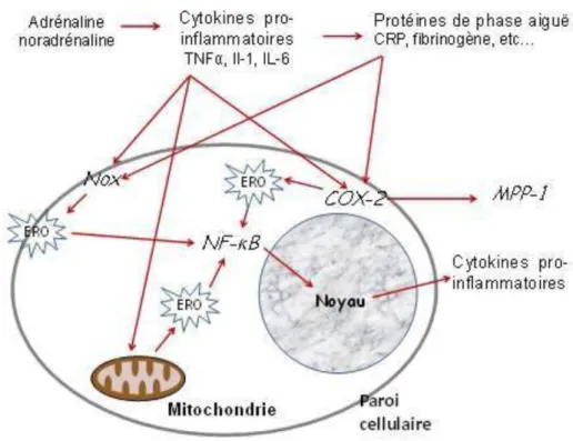 Figure 4: Représentation schématique de la réaction biologique de stress au niveau cellulaire  Nox : NADPH oxydase ; COX-2 Cyclooxygénase 2 ; ERO : espèces réactives de l’oxygène ; NF-κB : 
