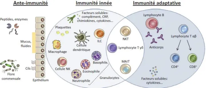 Figure 5: Organisation générale du système immunitaire. 