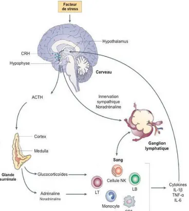 Figure 6: Voies de communication entre les systèmes neuroendocrinien et immunitaire. 