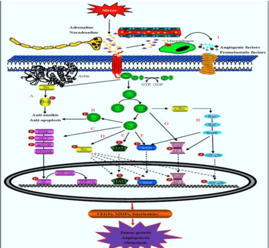 Figure 8: Les voies de signalisation possibles du système β-adrénergique dans le cancer  Les récepteurs adrénergiques stimulés par les hormones du stress activent le CA via la  protéine  Gαs  libérée  par  les  protéines  Gβy,  entraînant  l’augmentation  
