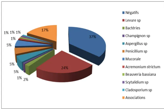Figure 2 : Répartition  des champignons isolés de l’air avant le    début du programme  dans le bloc septique 