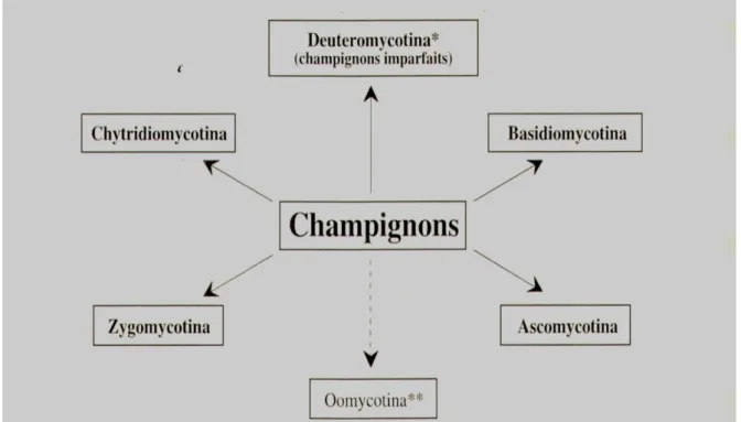 Figure 1 : Classification des Champignons [18] 
