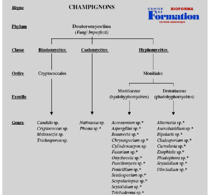 Figure 2 : Classification des Deutéromycètes [18] 