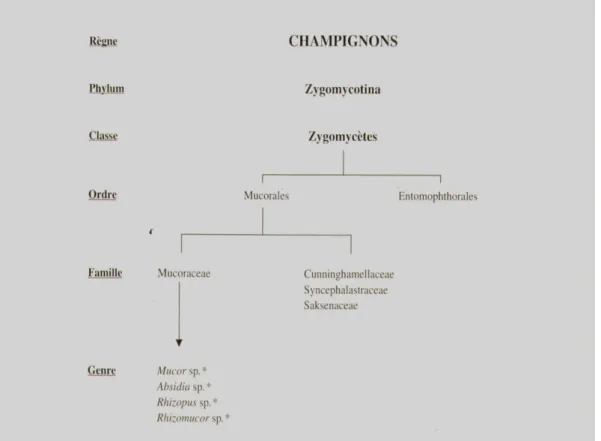 Figure 3 : Classification des Zygomycètes [18] 