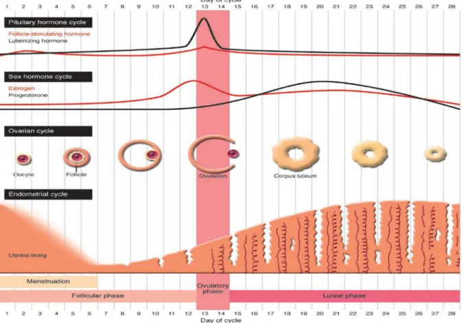 Figure 2:  Schéma du cycle menstruel [20] 