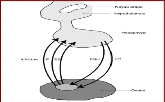 Figure 3:  Phénomènes de rétrocontrôle des hormones sexuelles sur l’axe  hypothalamohypophysaire [19]