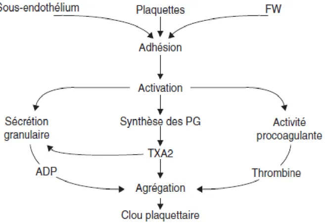 Figure 4 : Adhésion et activation plaquettaire [21] 