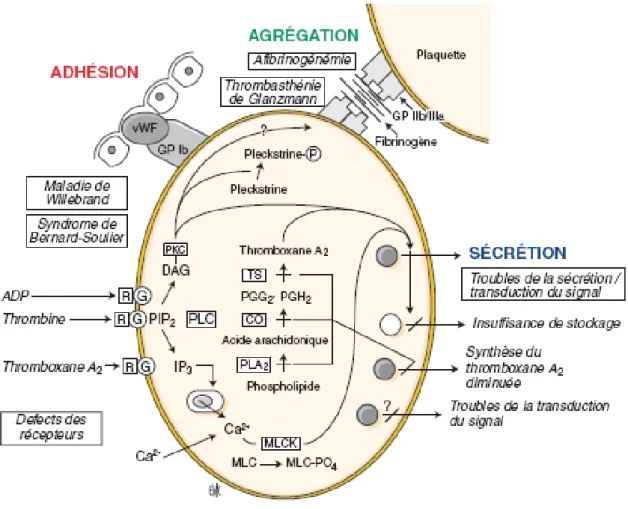 Figure 11 : Voies de signalisation et leurs pathologies [23] 