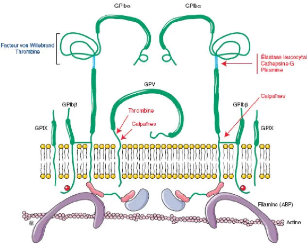 Figure 14 : Structure et organisation membranaire du complexe GPIb- IX-V [16] 