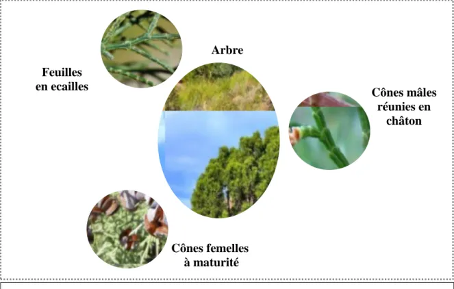 Figure 7 : Tetraclinis articulata :  Arbre ; Feuilles ; Cônes mâles et Cônes femellesFeuilles  