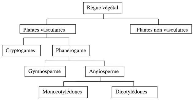 Figure 1: Organisation du monde végétal 