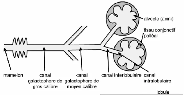 Figure 3: représentation schématique d'une unité terminale  ductulo-lobulaire 