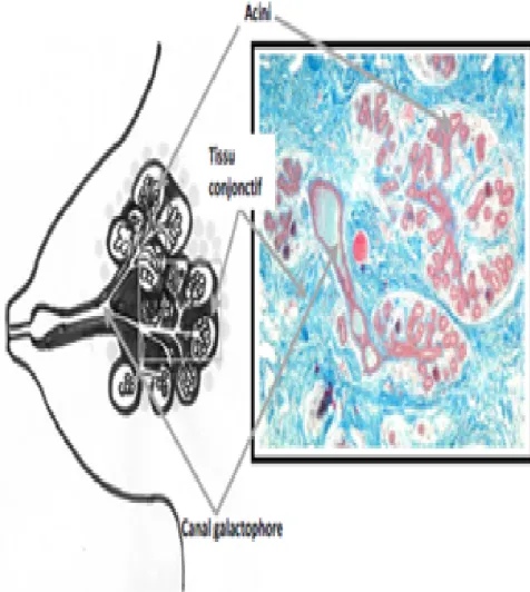 figure 4 : coupe sagittale de la glande mammaire 