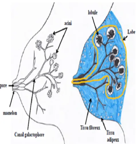 figure 5 : schéma d’histologie de la glande mammaire 