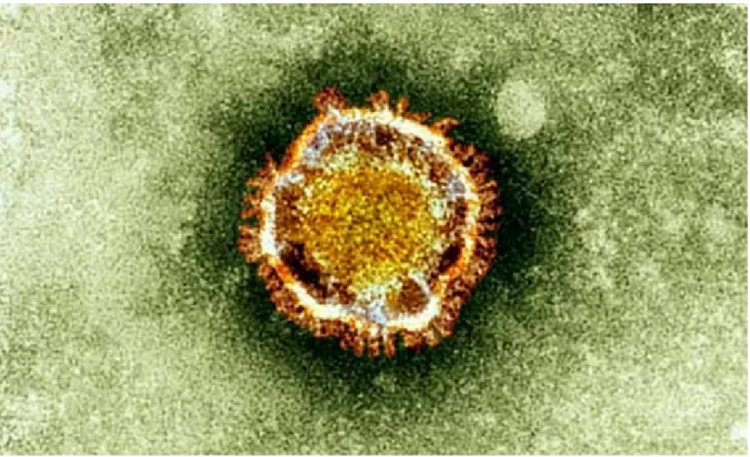 Figure 3 : Image d’un virion de Coronavirus sous microscopie électronique [22]