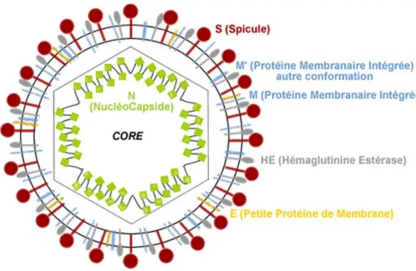 Figure 4 : Représentation schématique d'un Coronavirus [23] 