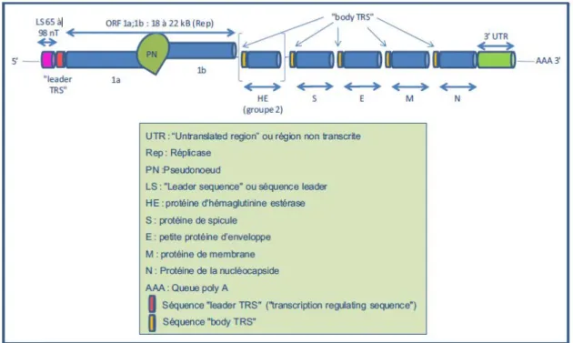 Figure 5 : Représentation schématique du génome d’un Coronavirus [27] 