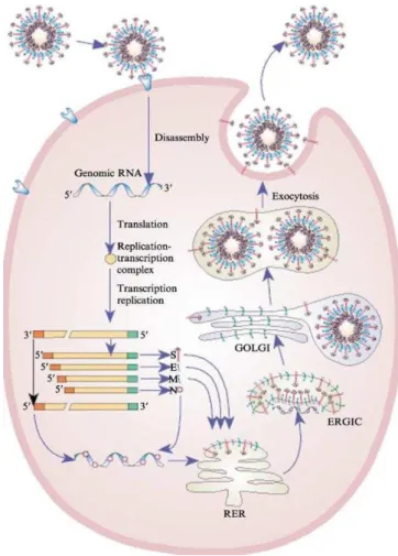 Figure 6 : Cycle infectieux des Coronavirus [29] 