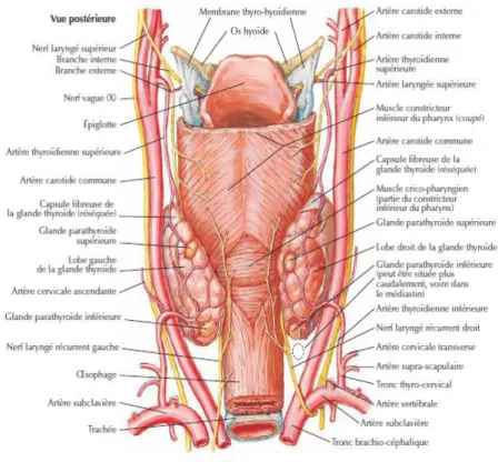 Figure 4: Vue postérieure montrant les rapports postérieurs de la glande thyroïde (5) 