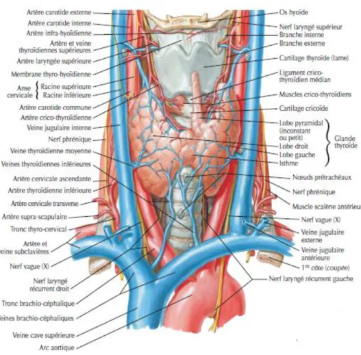 Figure 6: Vue antérieure montrant la vascularisation de la glande thyroïde (5) 