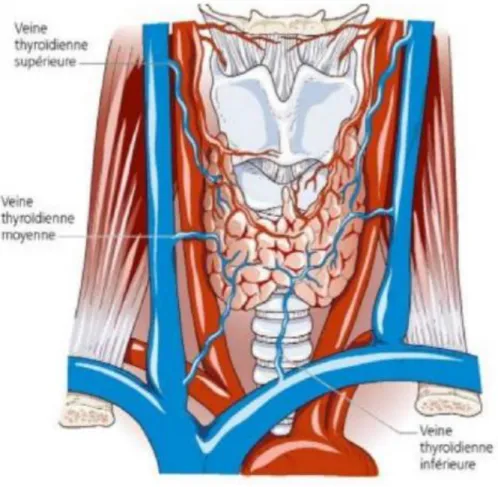 Figure 7: Schéma montrant la vascularisation veineuse de la glande thyroïde (18) 