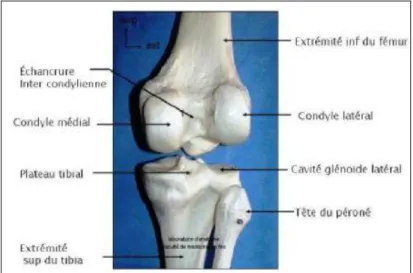 Figure 1: Vue postérieure de l’articulation du genou 