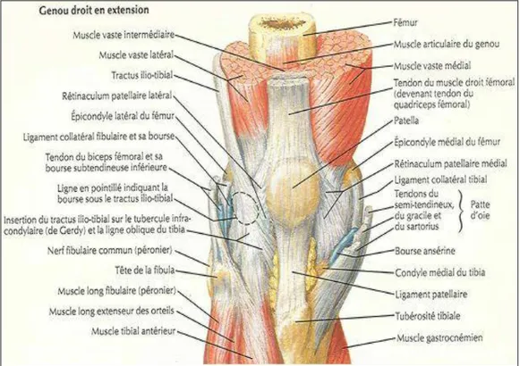 Figure 5:  Illustration du système musculaire antérieure du genou  (Netter 2004) 