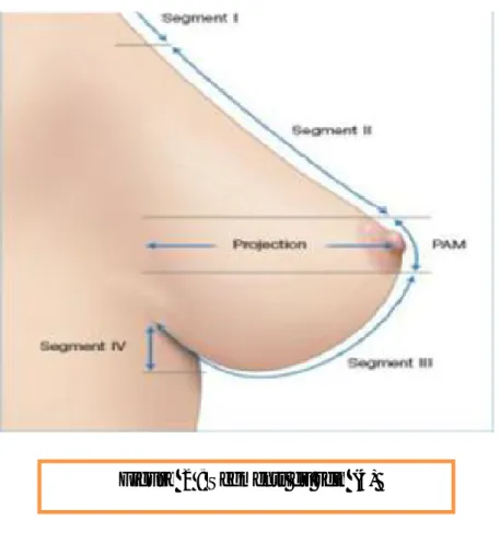 Figure 2 : Segments du sein (4) 