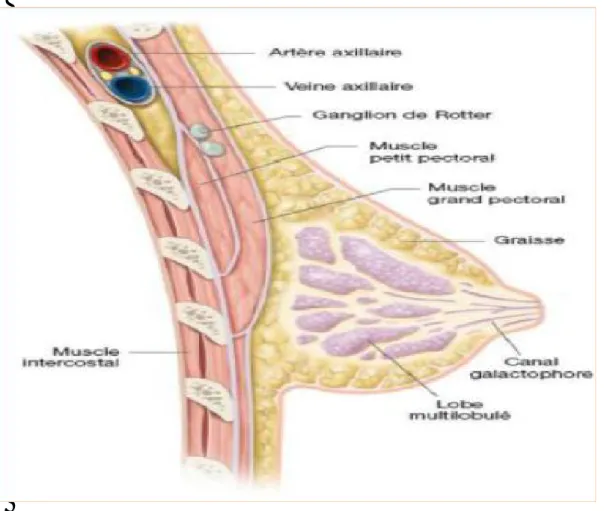 Figure 3 : Coupe sagittale de la paroi thoracique de la glande mammaire (6) 