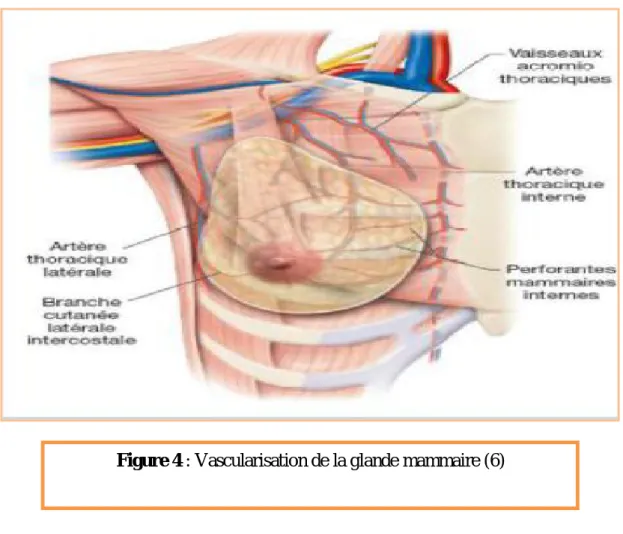 Figure 4 : Vascularisation de la glande mammaire (6) 