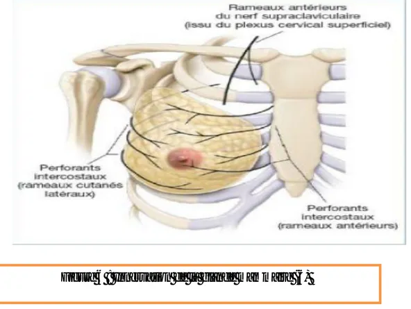 Figure 6 : Innervation de la glande mammaire (6) 