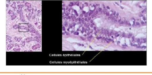 Figure 9: Micrographie montrant a fort grossissement l’architecture  cellulaire d’un canal alveolaire [8] 