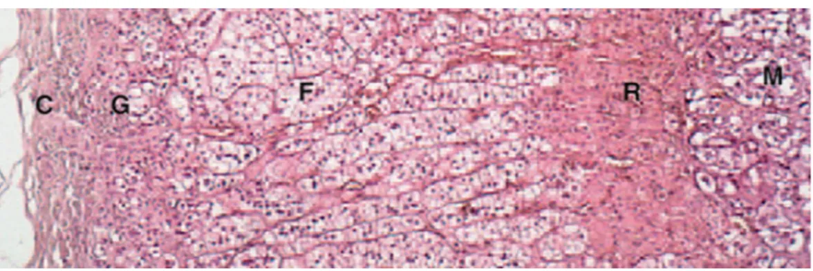 Figure  3 :  Coupe  histologique  d’une  surrénale  (×  100,  hématoxyline  éosine  [HE]) représentant les différentes zones dont le nom traduit la disposition  des  cellules sécrétoires : la zone glomérulée (G) située sous la capsule (C) contient  des cel