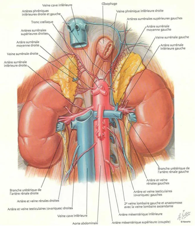 Figure 6 : Vue antérieure des rapports des glandes surrénales [39]. 